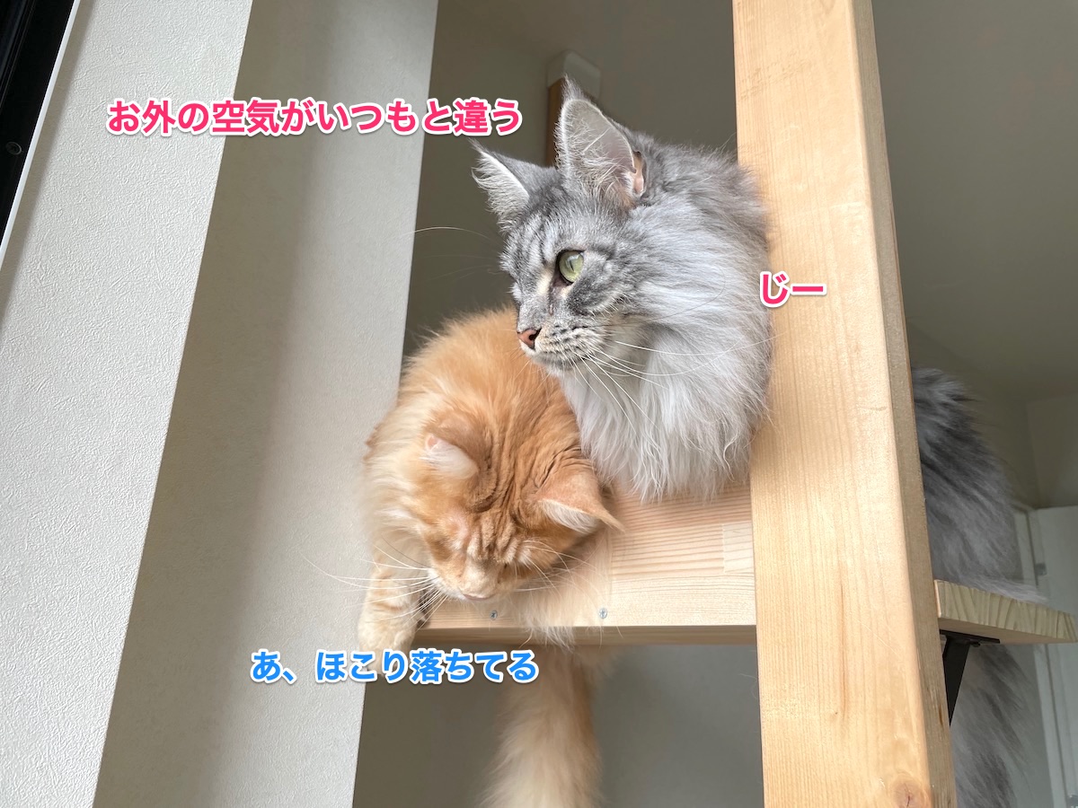 f:id:chikojirou:20210727204841j:plain