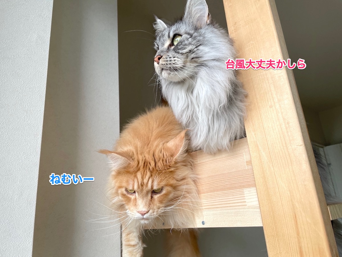 f:id:chikojirou:20210727204845j:plain