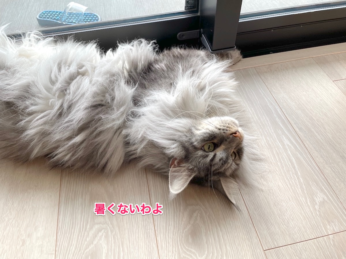 f:id:chikojirou:20210727204855j:plain