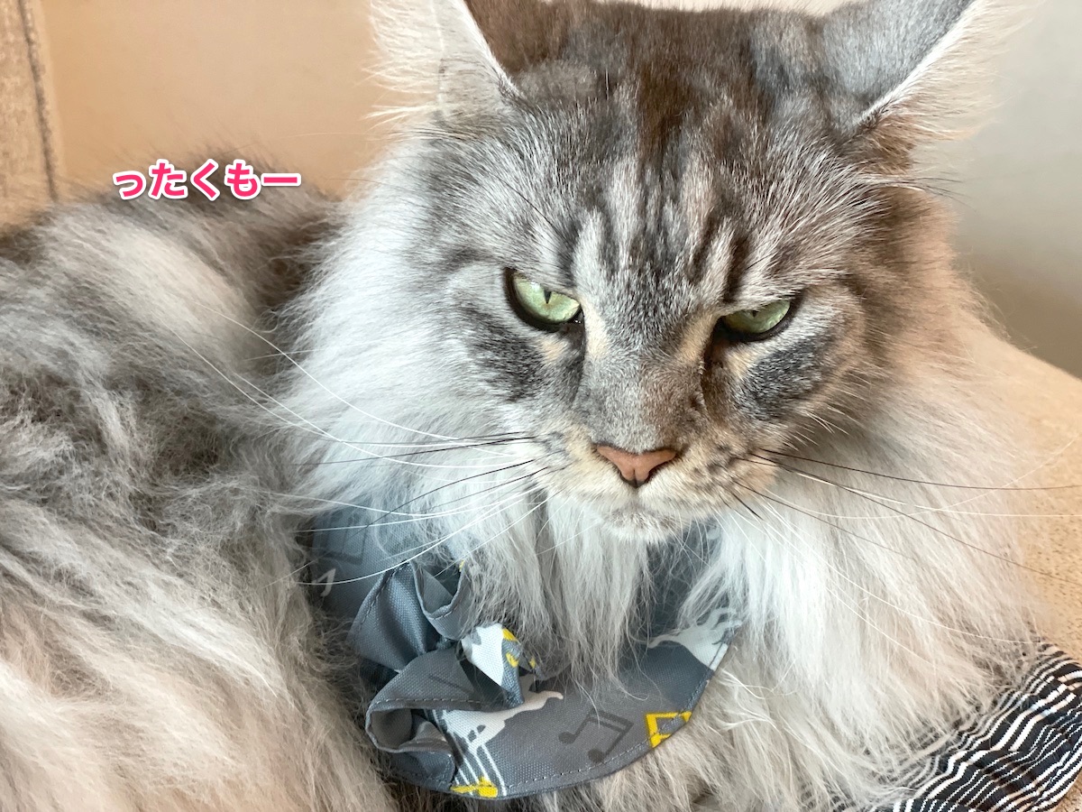 f:id:chikojirou:20210728215526j:plain