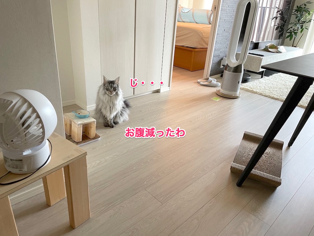 f:id:chikojirou:20210729220137j:plain