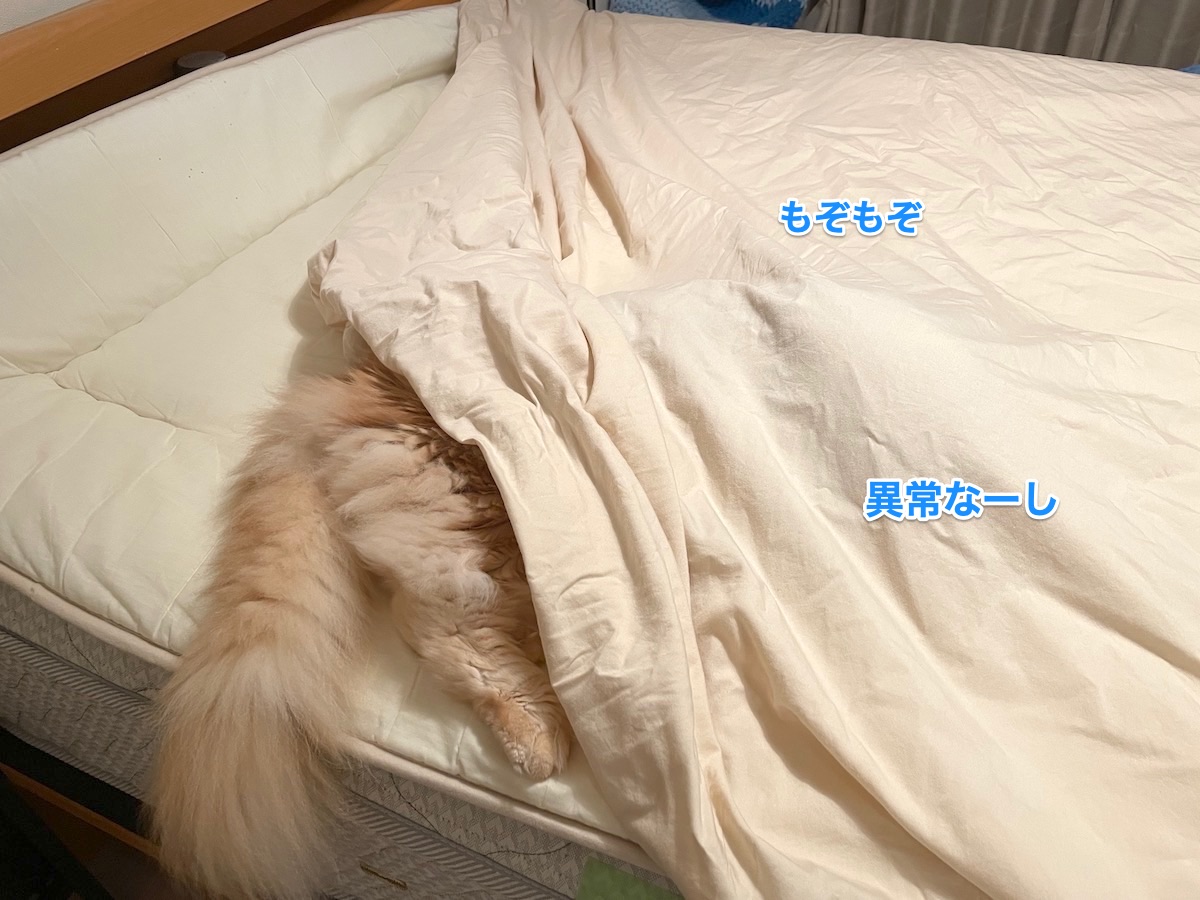 f:id:chikojirou:20210802212642j:plain