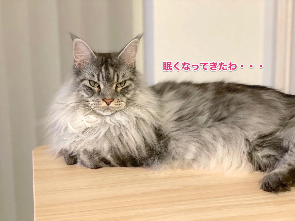 f:id:chikojirou:20210808143856j:plain