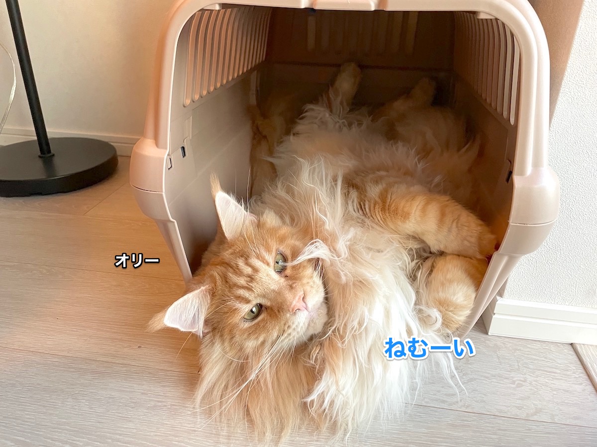 f:id:chikojirou:20210808143900j:plain