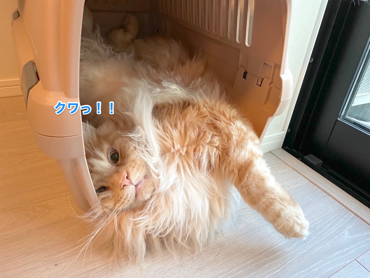 f:id:chikojirou:20210808143903j:plain