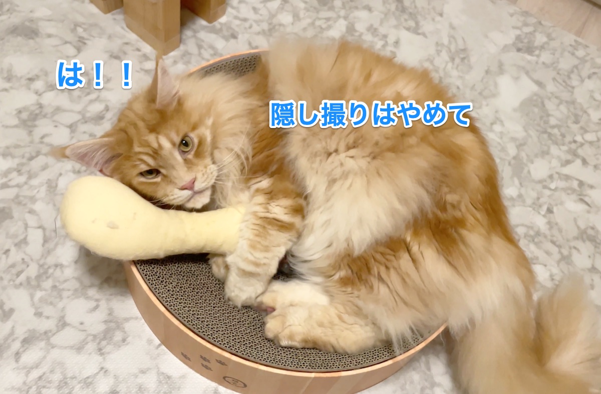 f:id:chikojirou:20210811205241j:plain