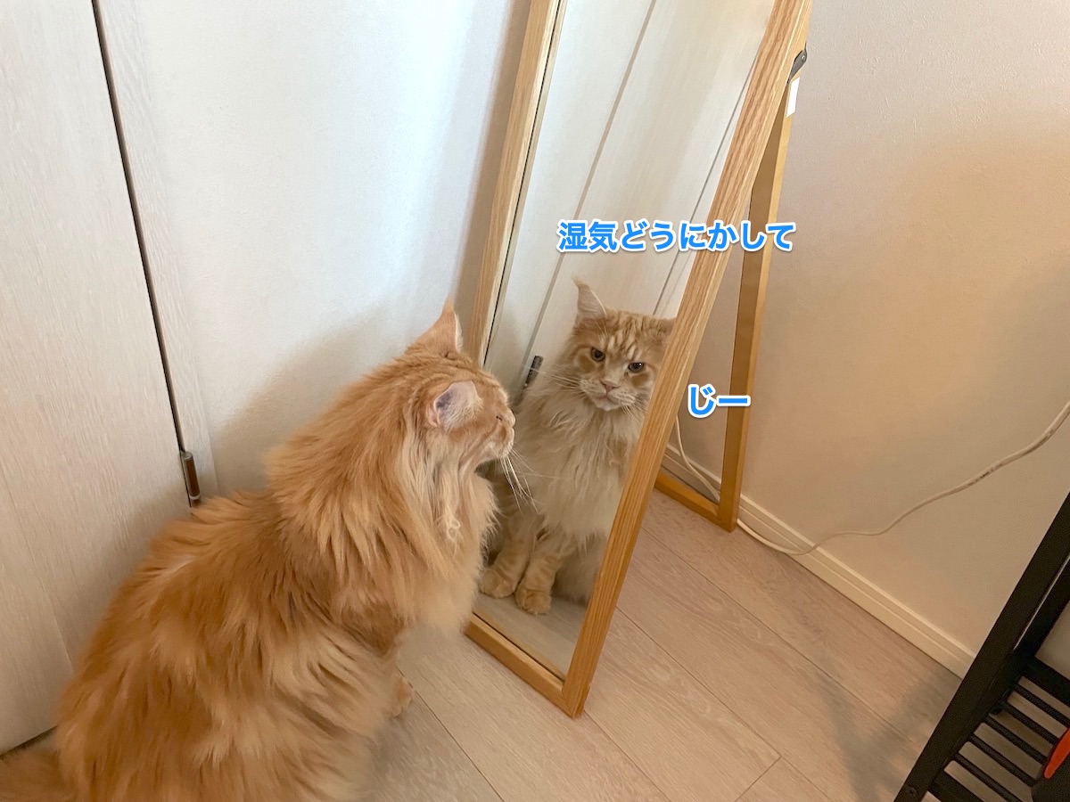 f:id:chikojirou:20210817215253j:plain