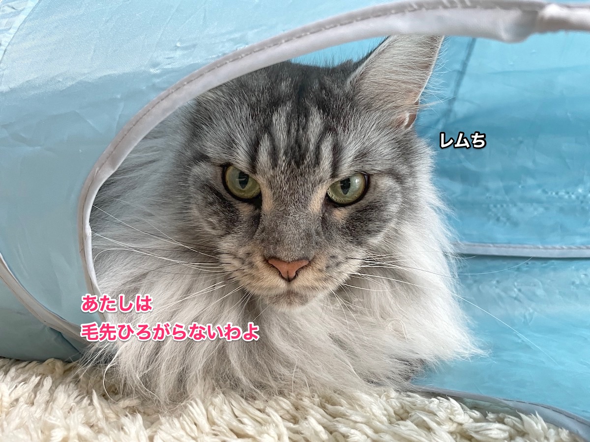 f:id:chikojirou:20210817215256j:plain