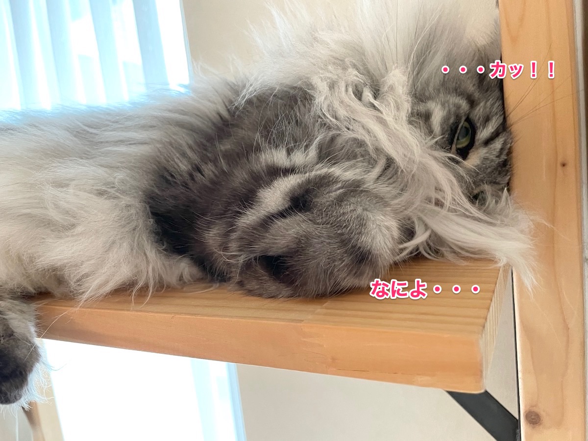f:id:chikojirou:20210817215306j:plain