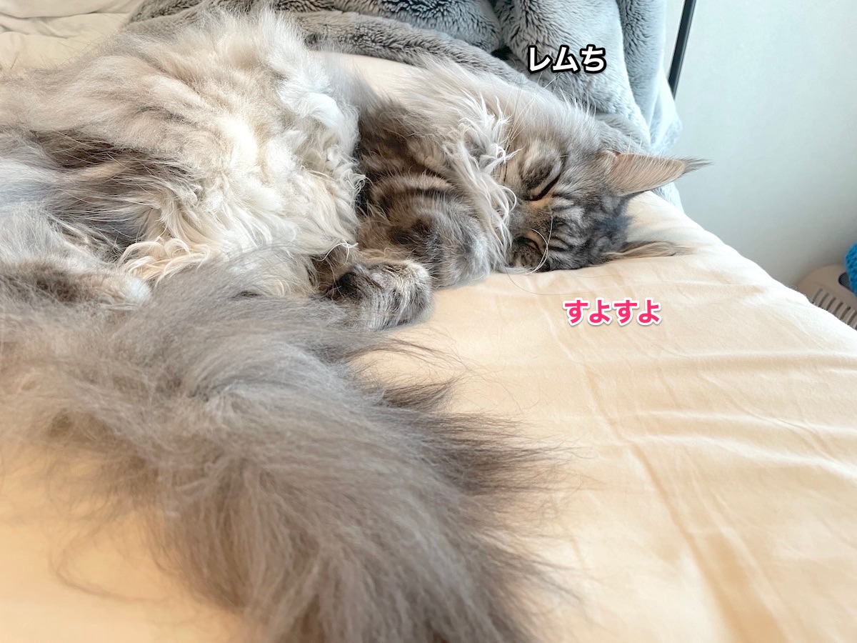 f:id:chikojirou:20210818214725j:plain