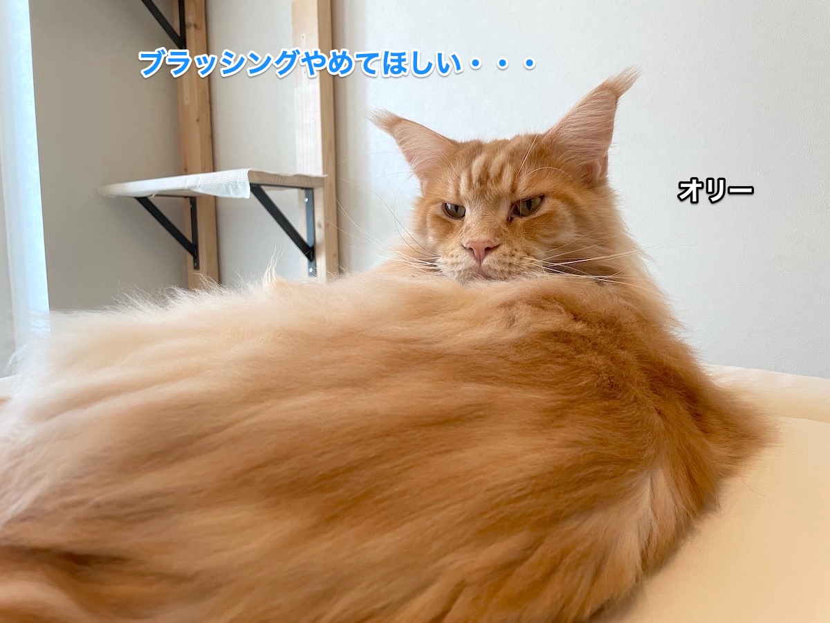 f:id:chikojirou:20210818214730j:plain