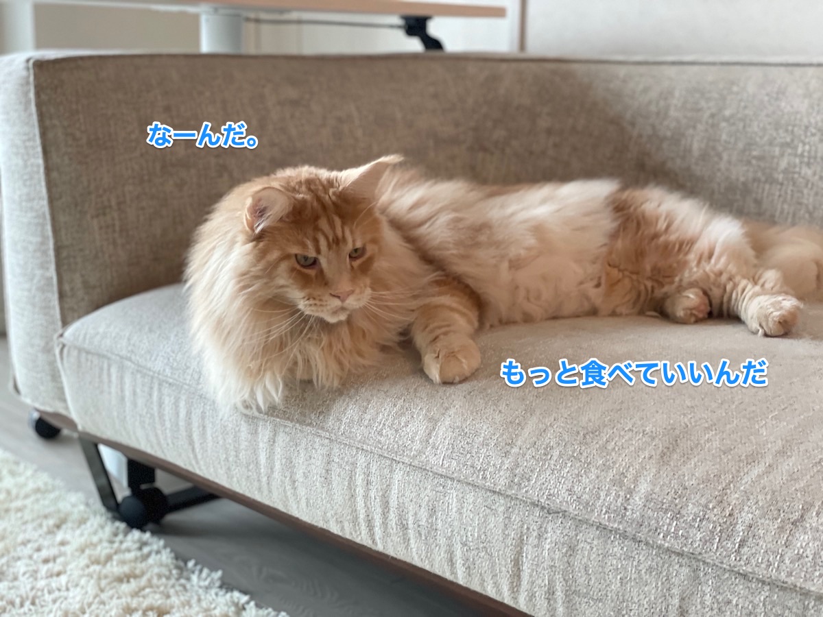 f:id:chikojirou:20210818214740j:plain