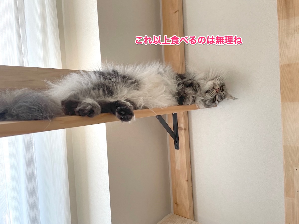 f:id:chikojirou:20210818214748j:plain