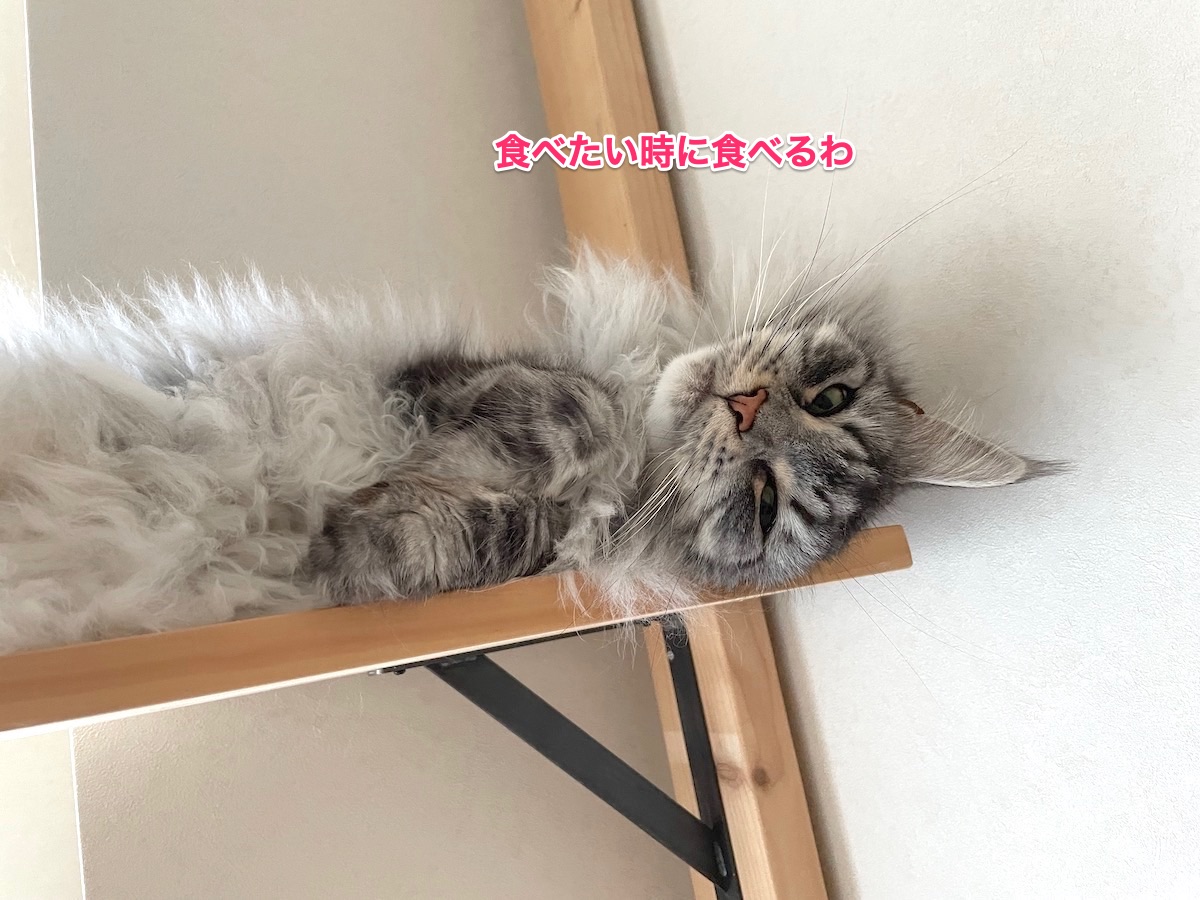 f:id:chikojirou:20210818214752j:plain