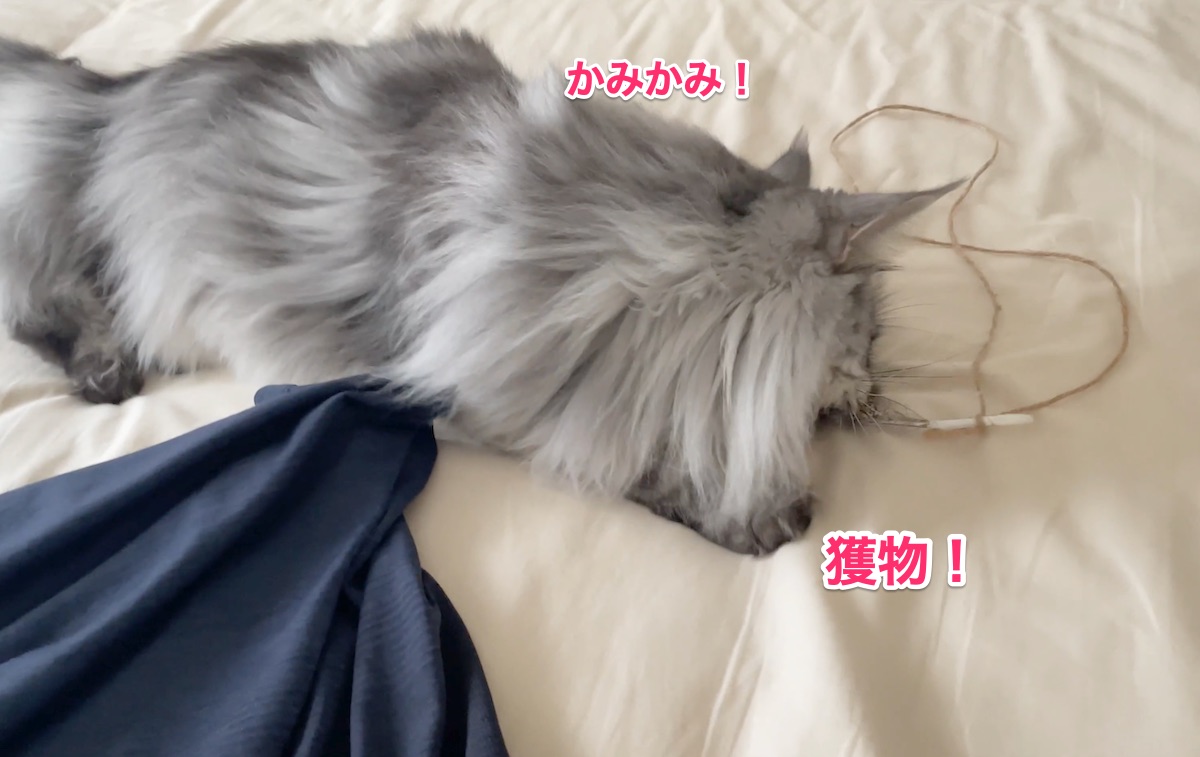 f:id:chikojirou:20210823214740j:plain