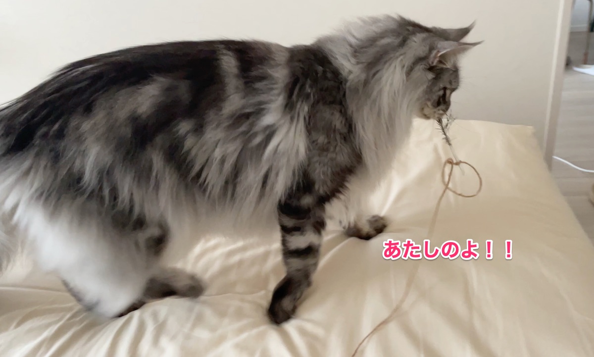 f:id:chikojirou:20210823214743j:plain
