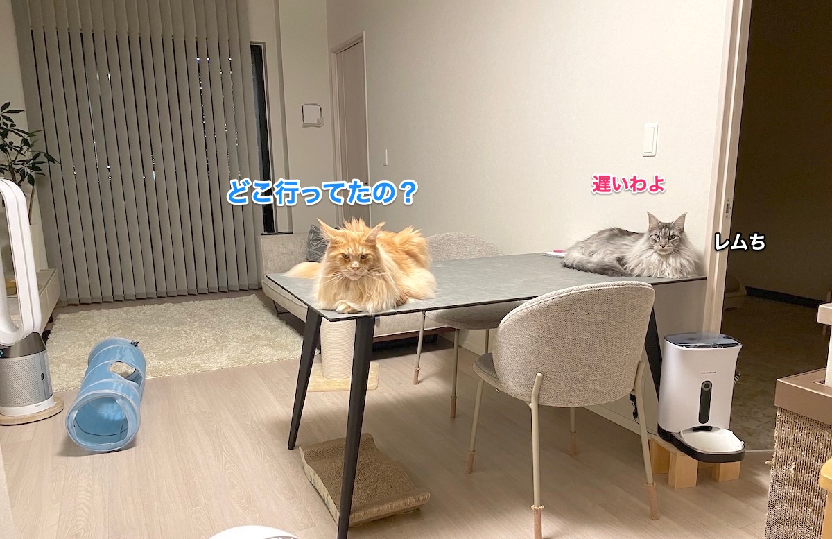 f:id:chikojirou:20210824214704j:plain