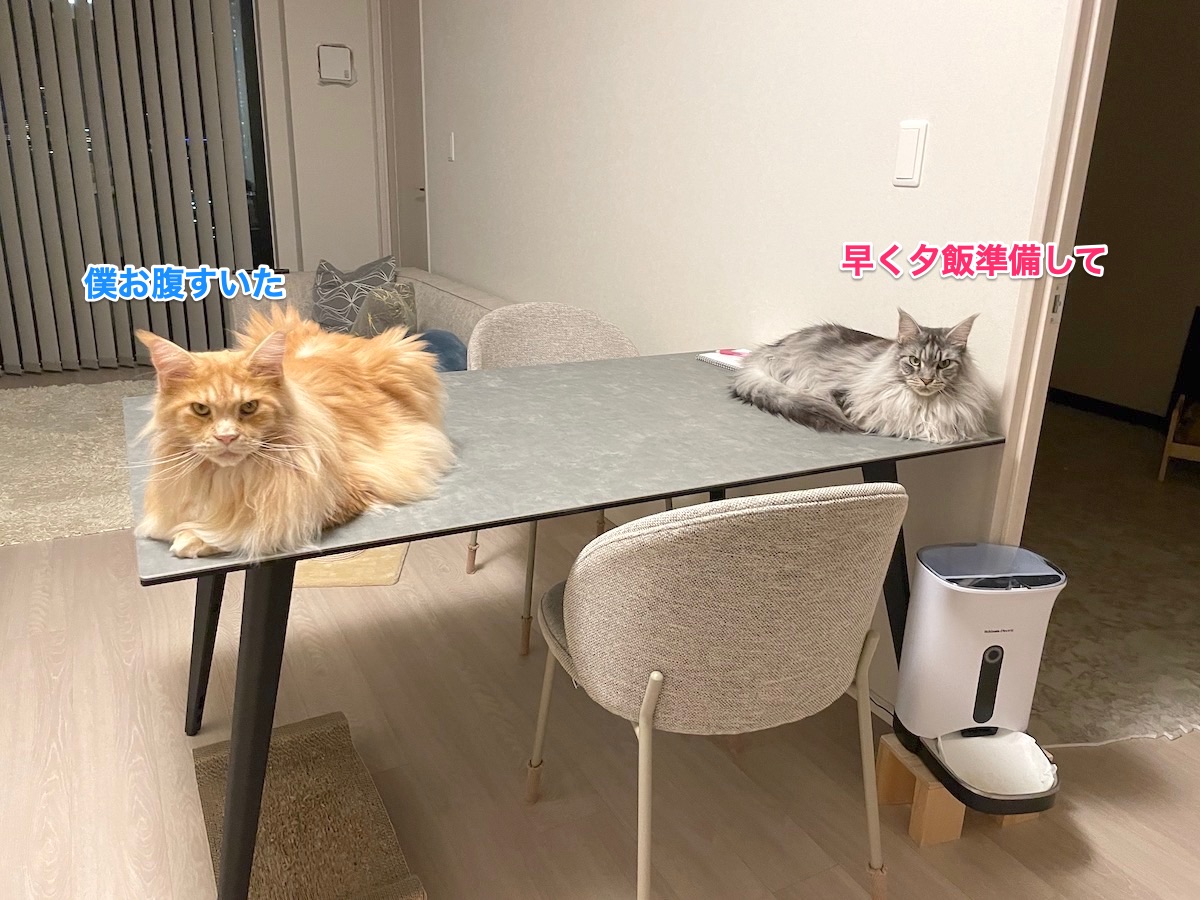 f:id:chikojirou:20210824214708j:plain