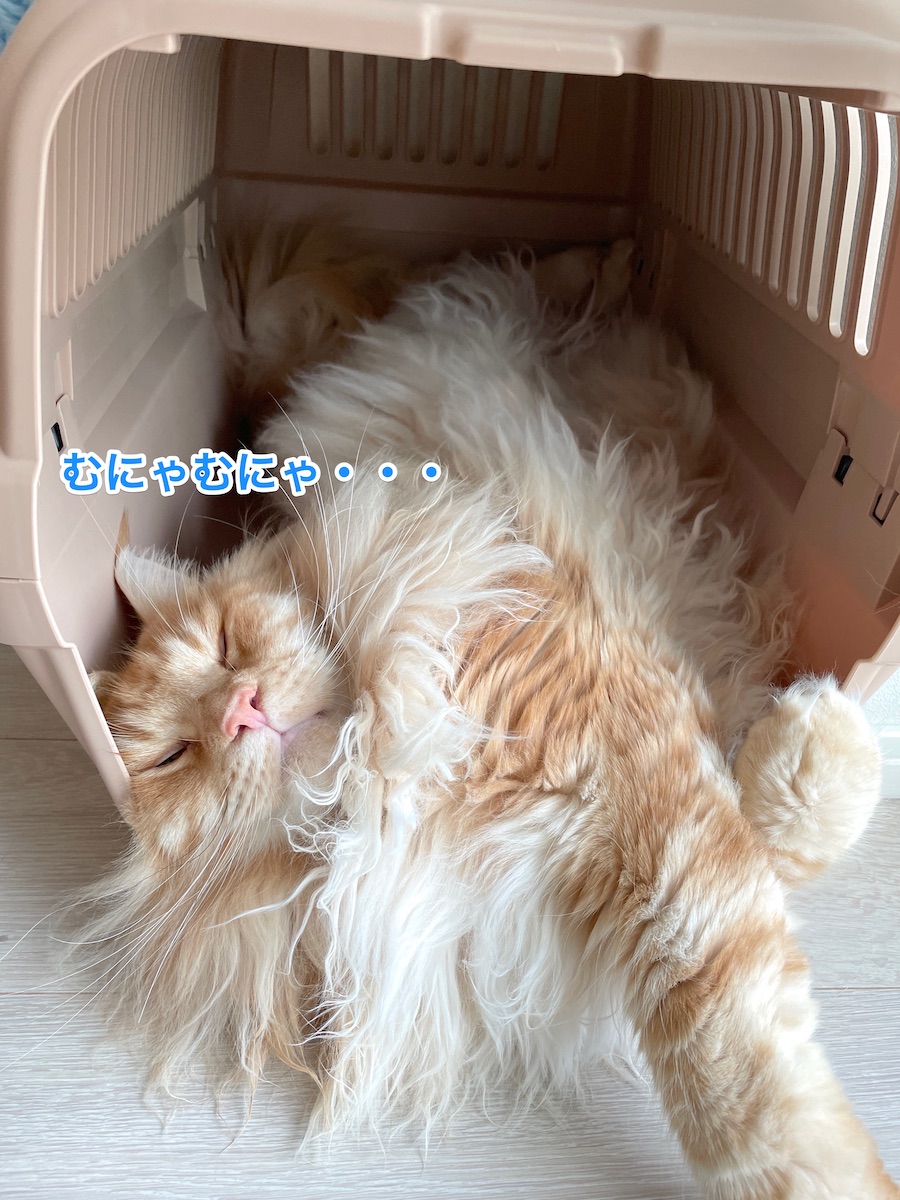 f:id:chikojirou:20210825212541j:plain