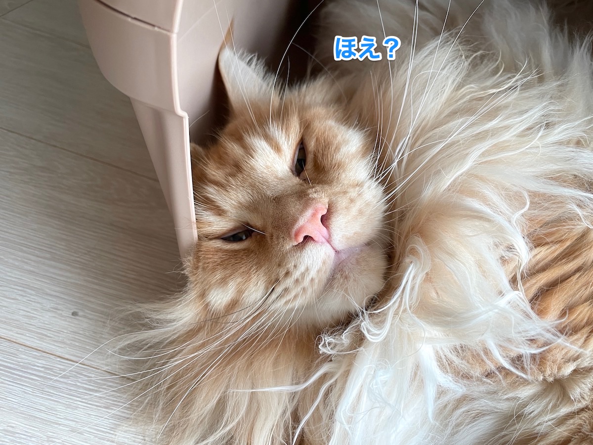 f:id:chikojirou:20210825212544j:plain