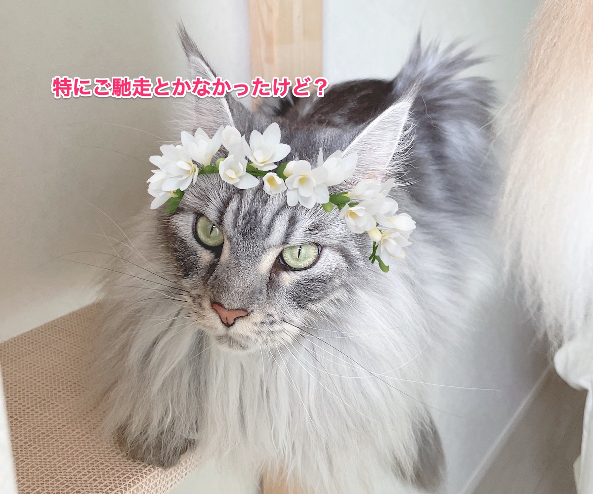 f:id:chikojirou:20210825212551j:plain