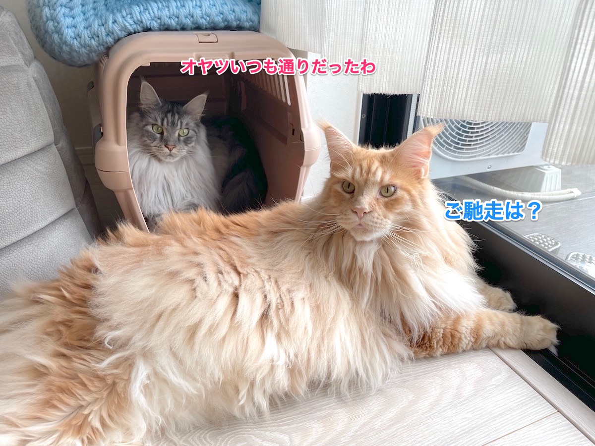 f:id:chikojirou:20210826210817j:plain