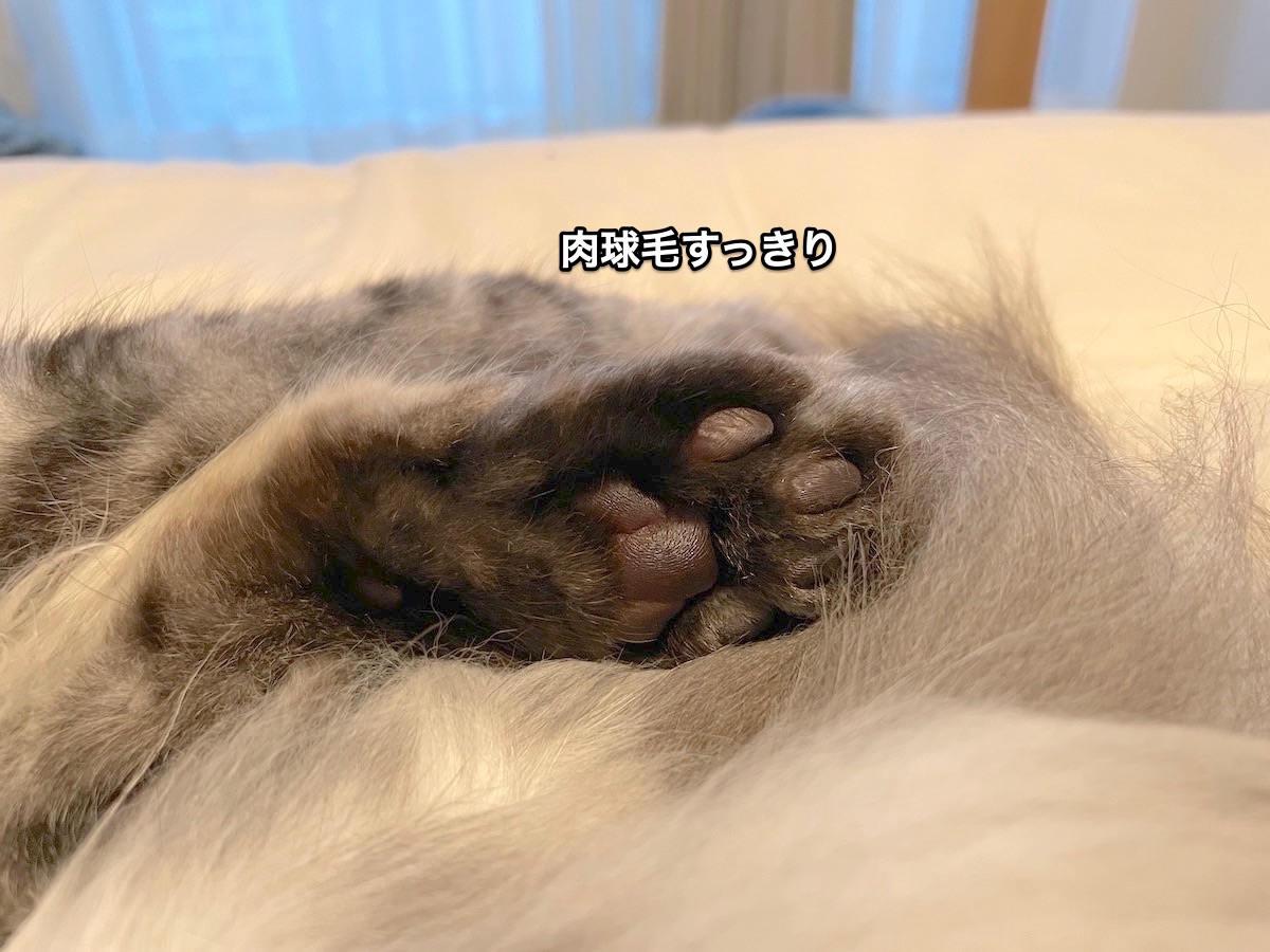 f:id:chikojirou:20210826210823j:plain