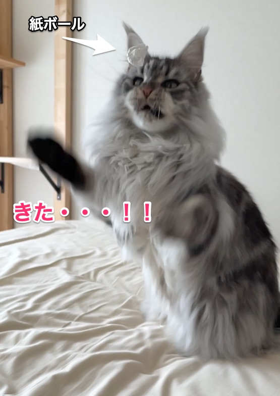 f:id:chikojirou:20210827220119j:plain