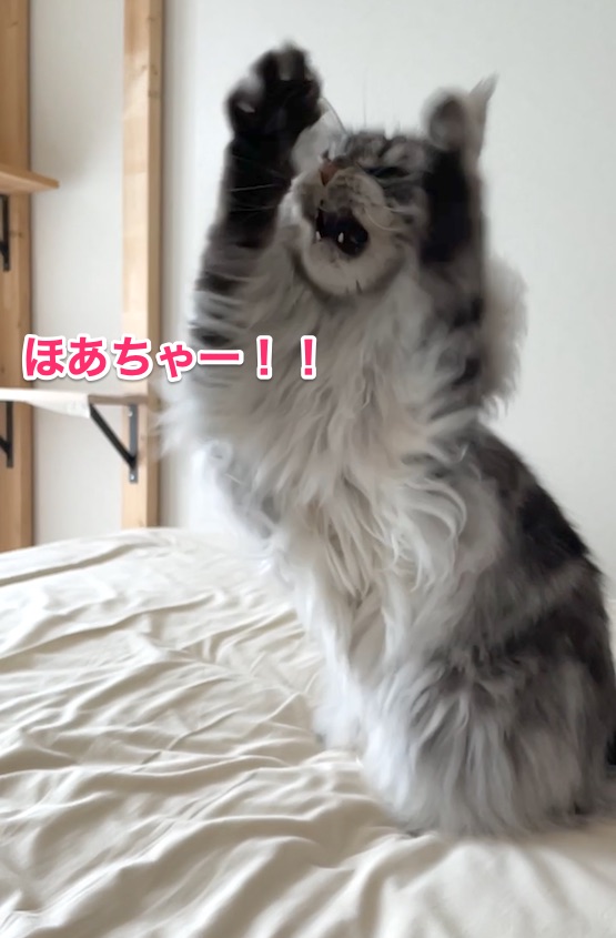 f:id:chikojirou:20210827220122j:plain