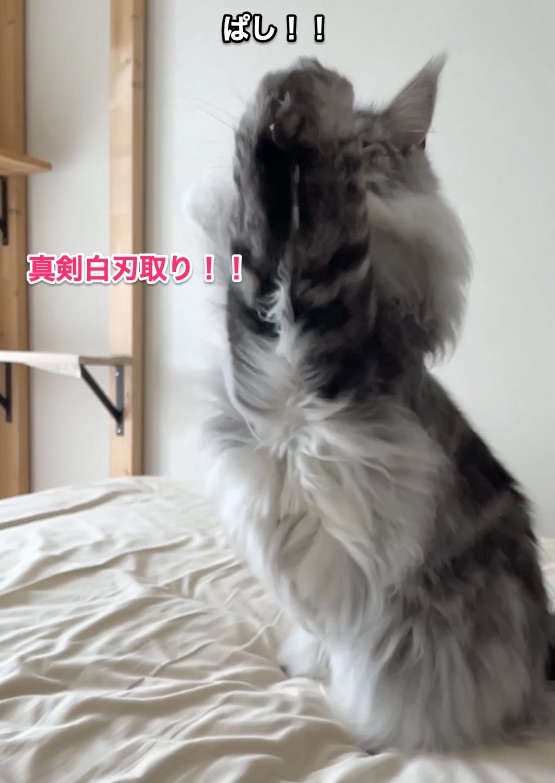 f:id:chikojirou:20210827220125j:plain