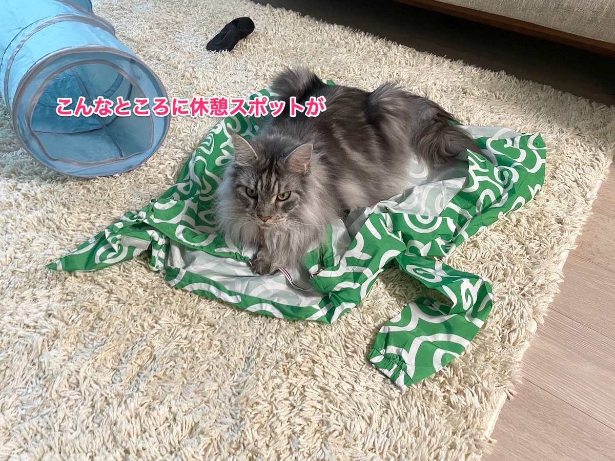 f:id:chikojirou:20210827220131j:plain