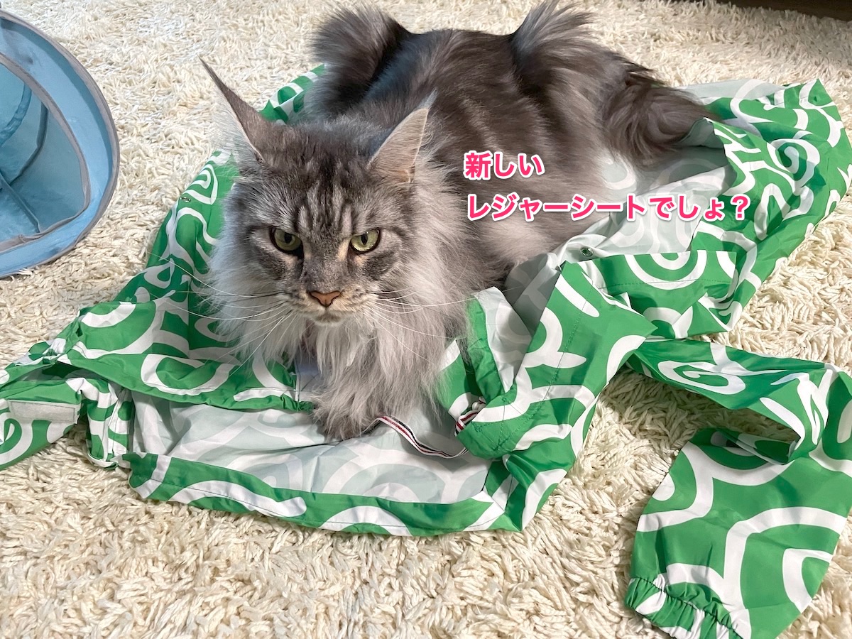 f:id:chikojirou:20210827220134j:plain