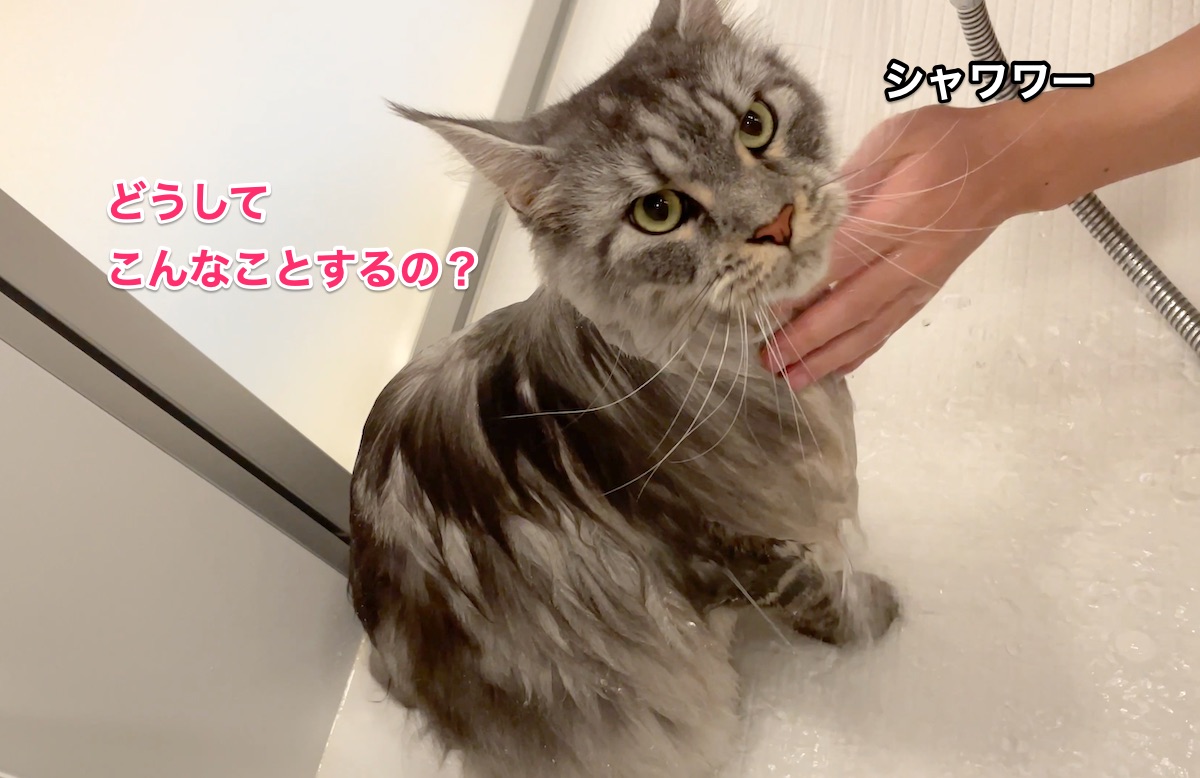 f:id:chikojirou:20210828210709j:plain