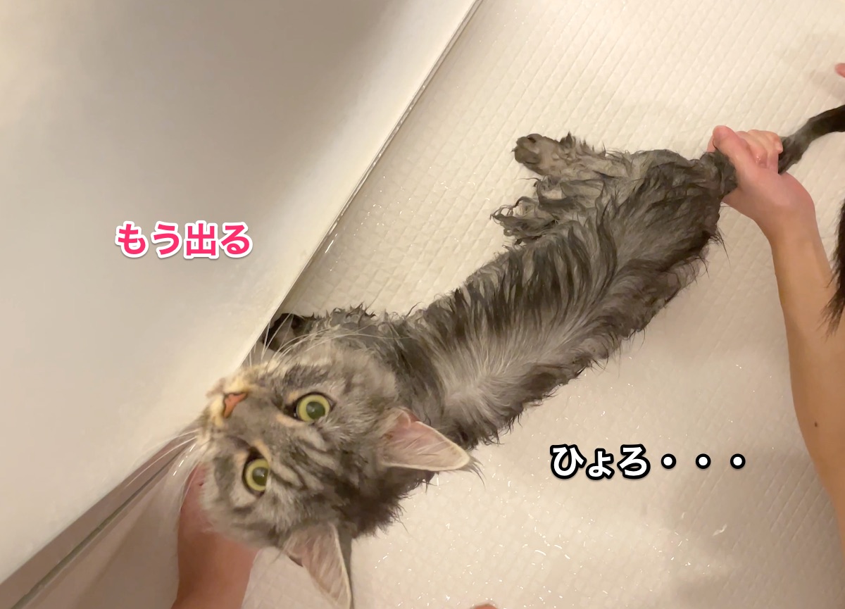 f:id:chikojirou:20210828210713j:plain