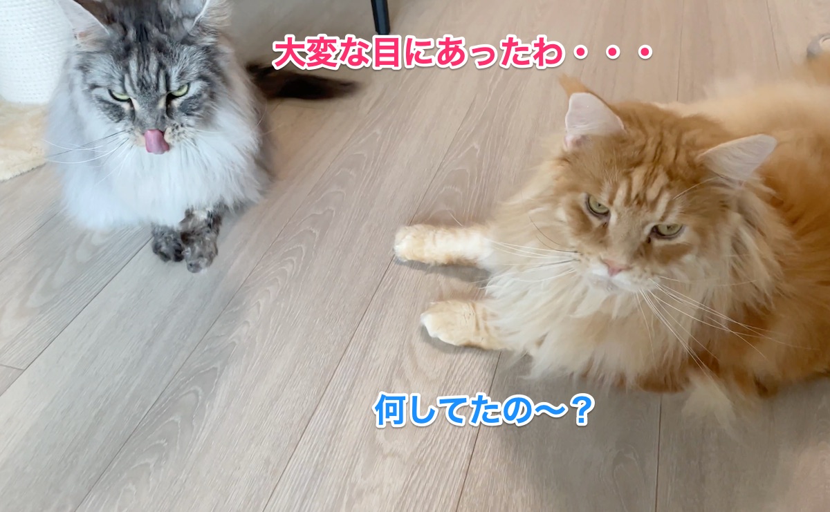 f:id:chikojirou:20210828210719j:plain