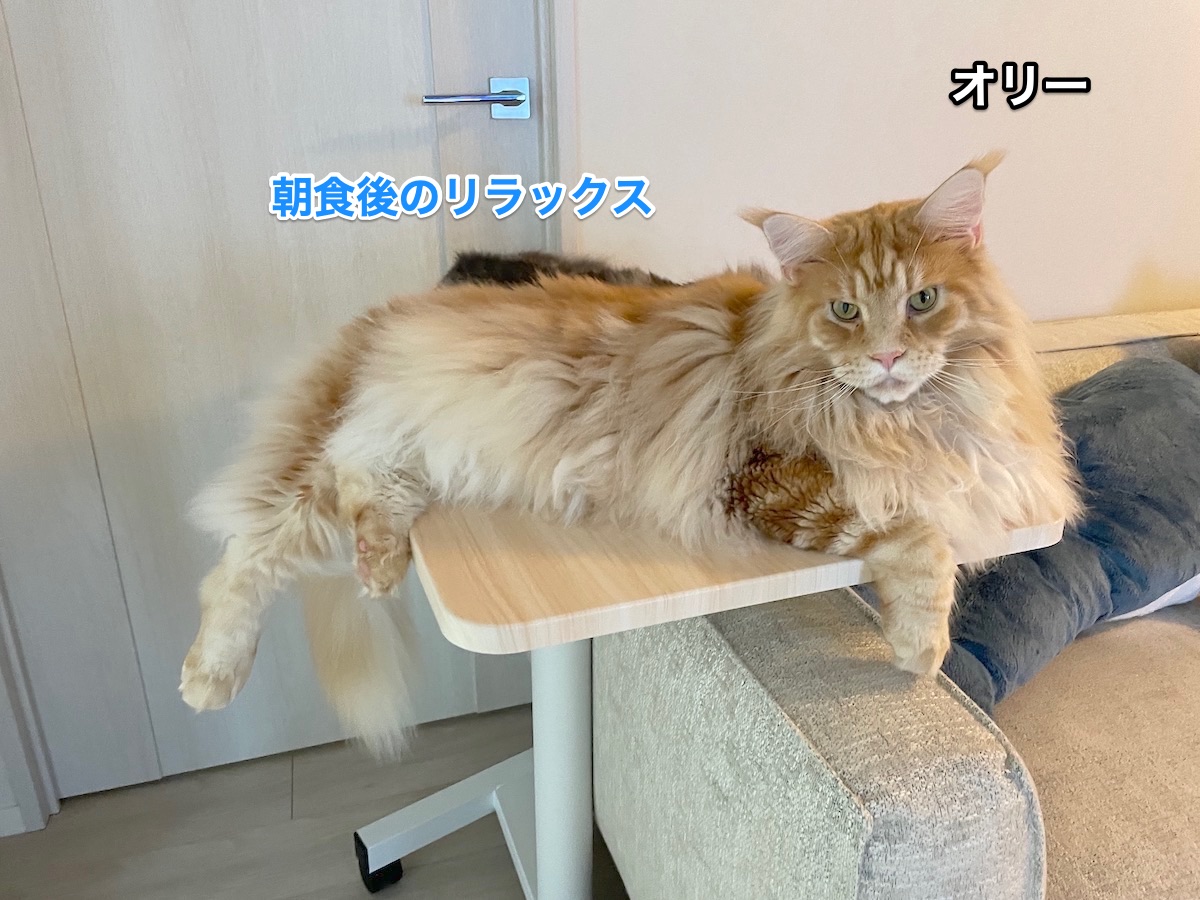 思いがけずにめちゃんこ可愛いツーショット メインクーンのオリーとレムち