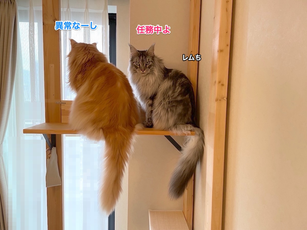 f:id:chikojirou:20210904212452j:plain