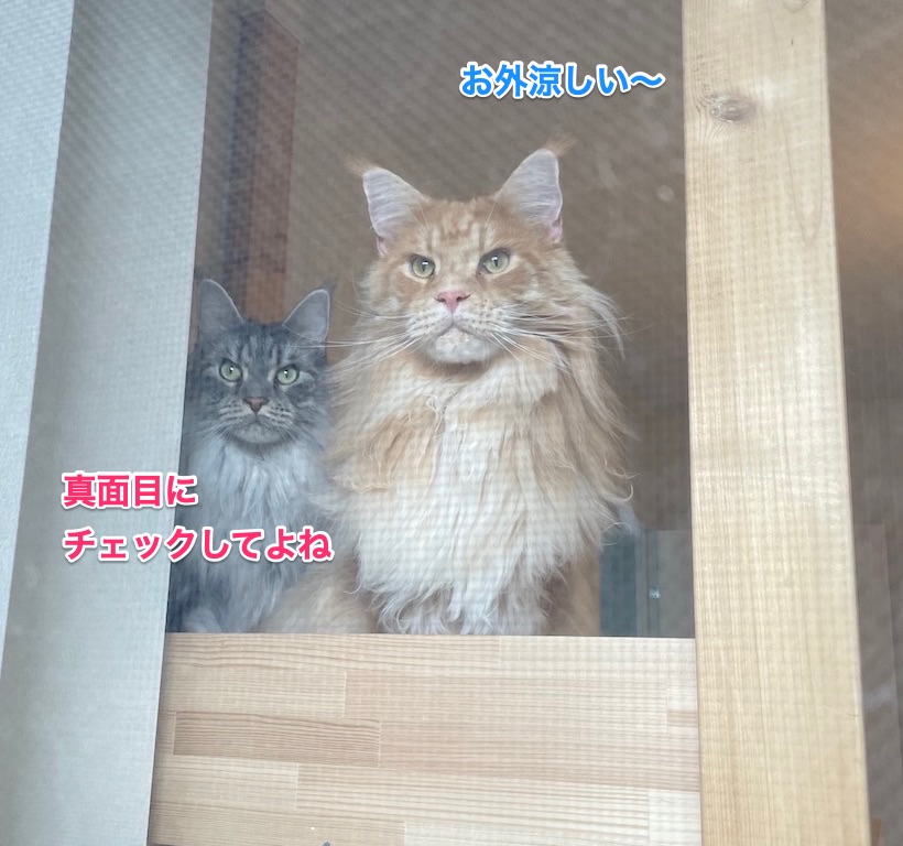 f:id:chikojirou:20210904212455j:plain