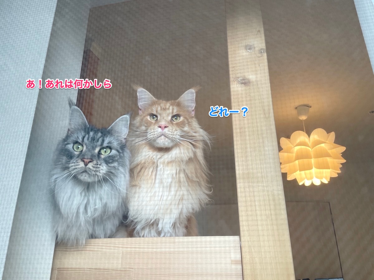 f:id:chikojirou:20210904212457j:plain