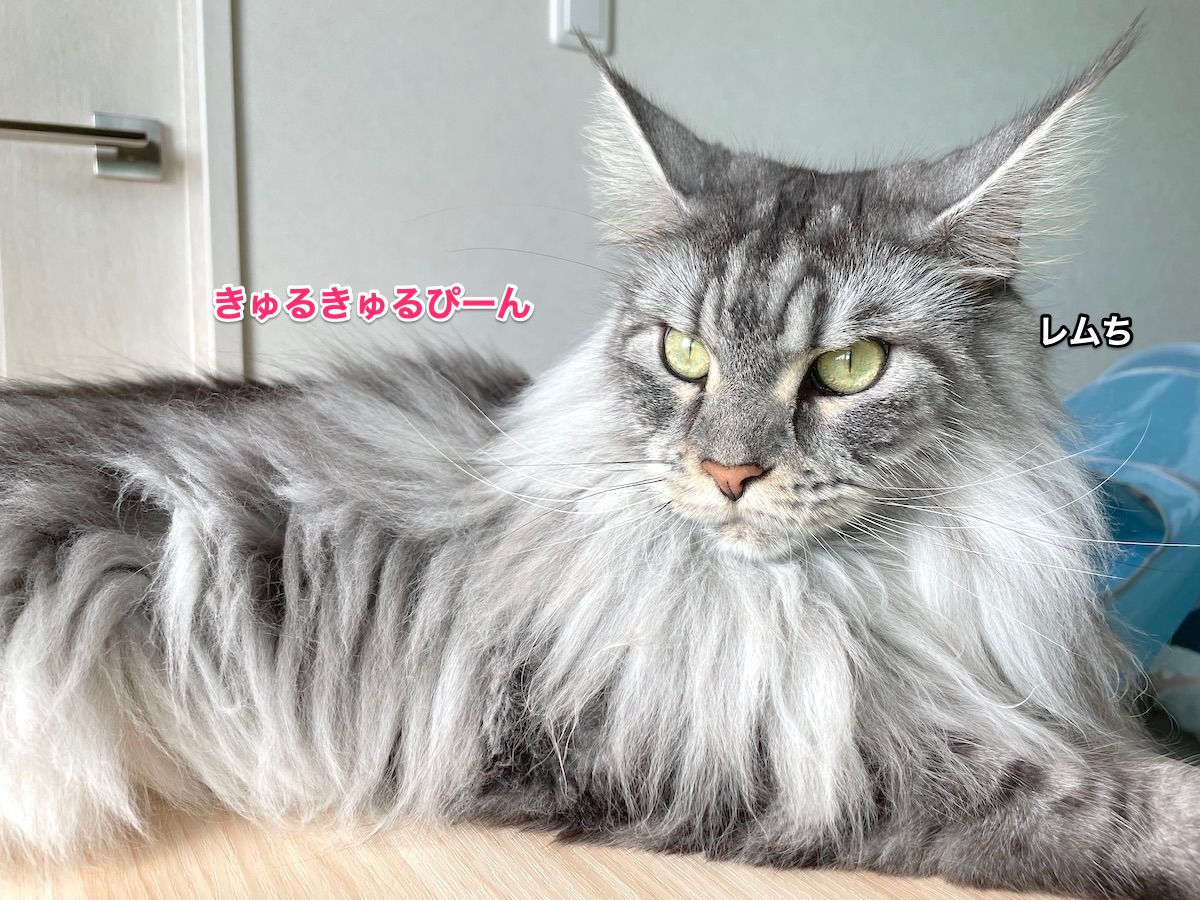 f:id:chikojirou:20210907210542j:plain
