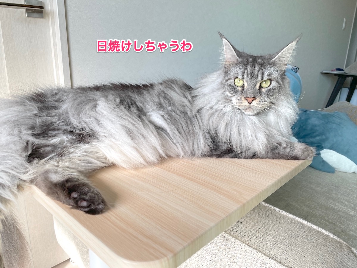 f:id:chikojirou:20210907210547j:plain