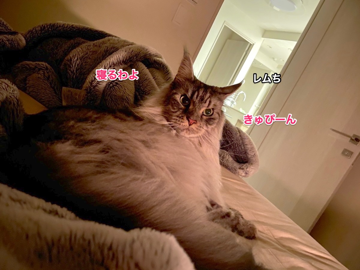 f:id:chikojirou:20210908211651j:plain