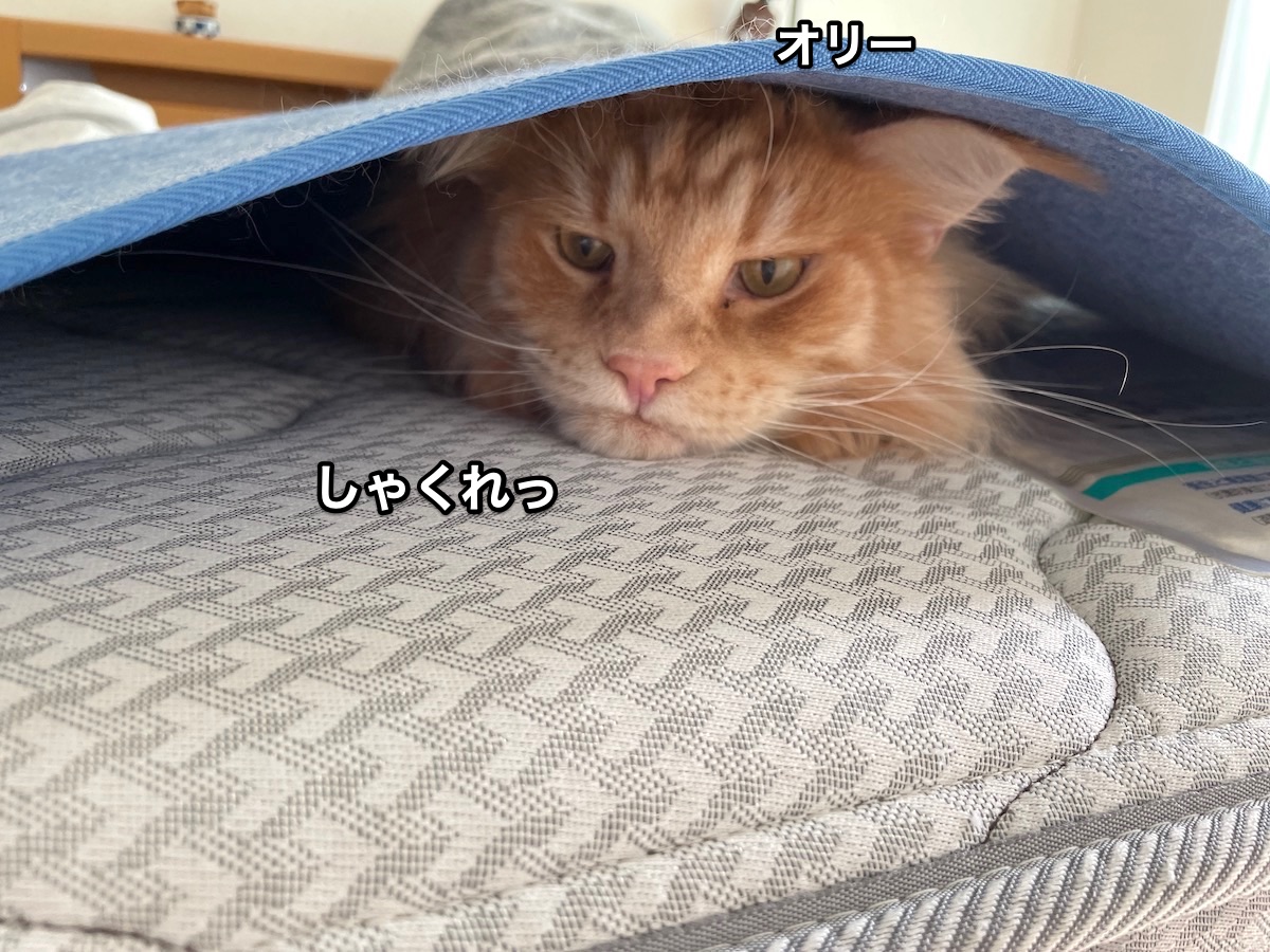 f:id:chikojirou:20210908211702j:plain