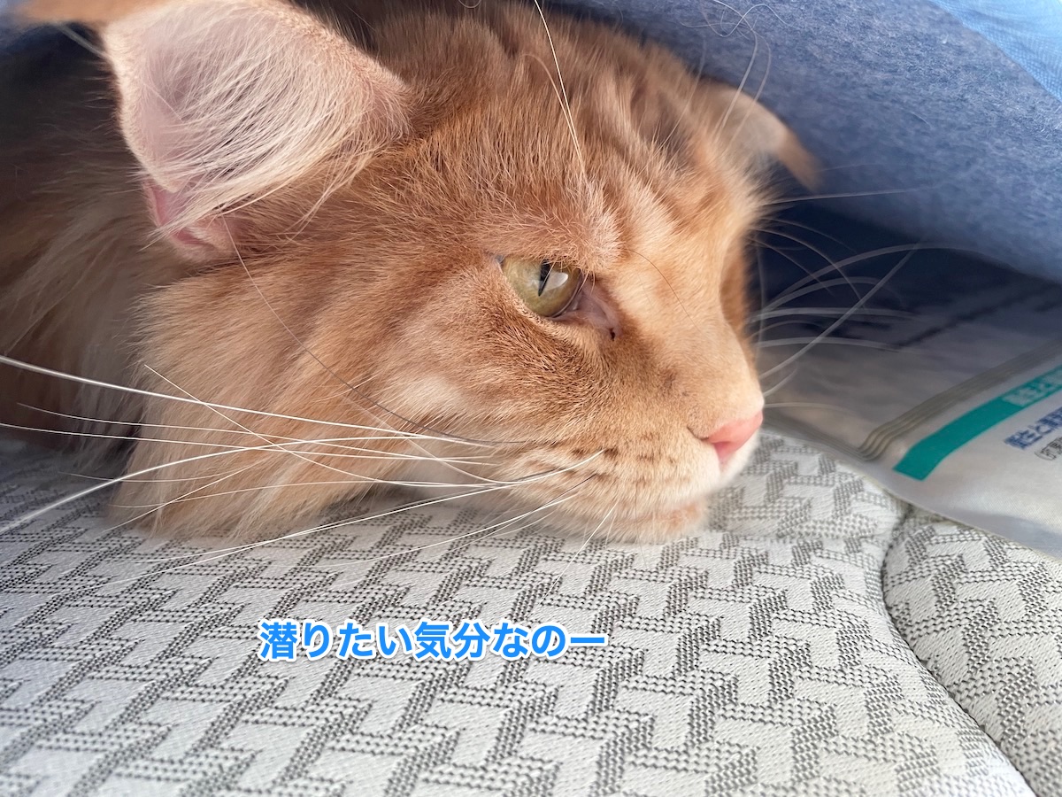 f:id:chikojirou:20210908211707j:plain