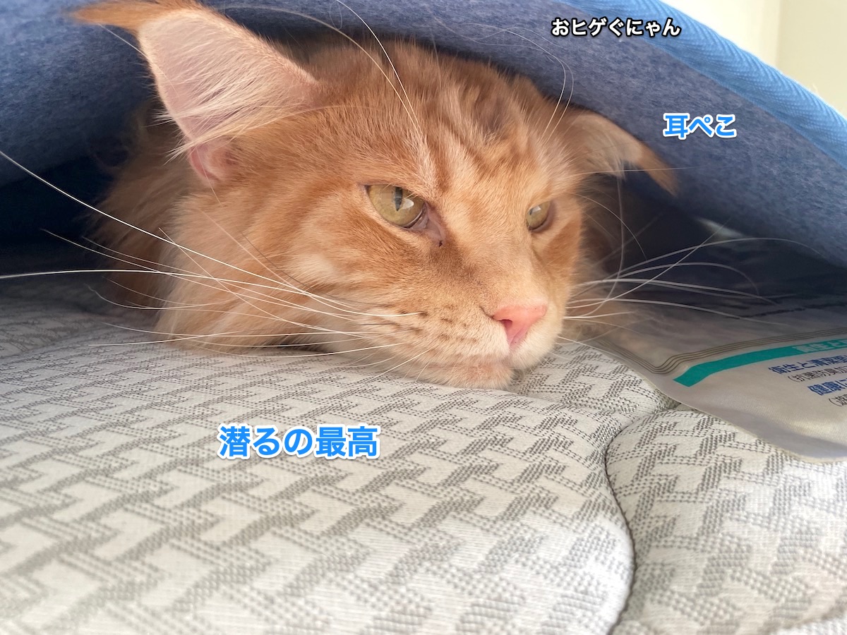 f:id:chikojirou:20210908211710j:plain