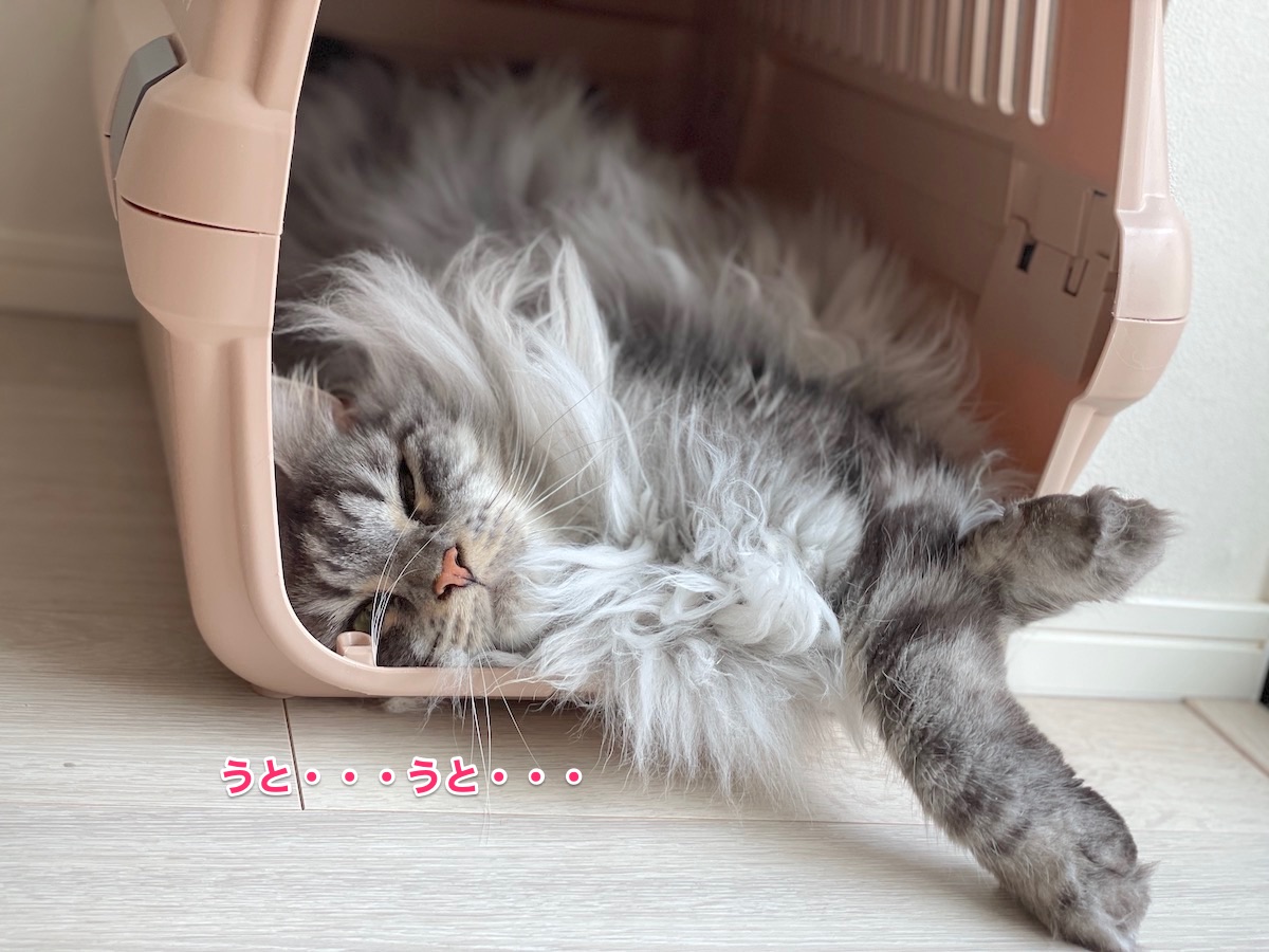 f:id:chikojirou:20210910204817j:plain