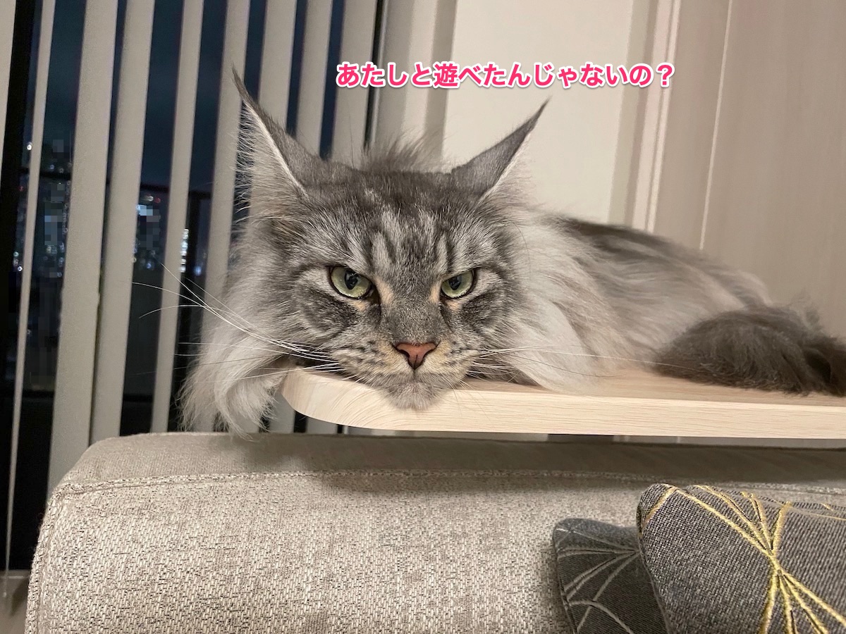 f:id:chikojirou:20210910204825j:plain