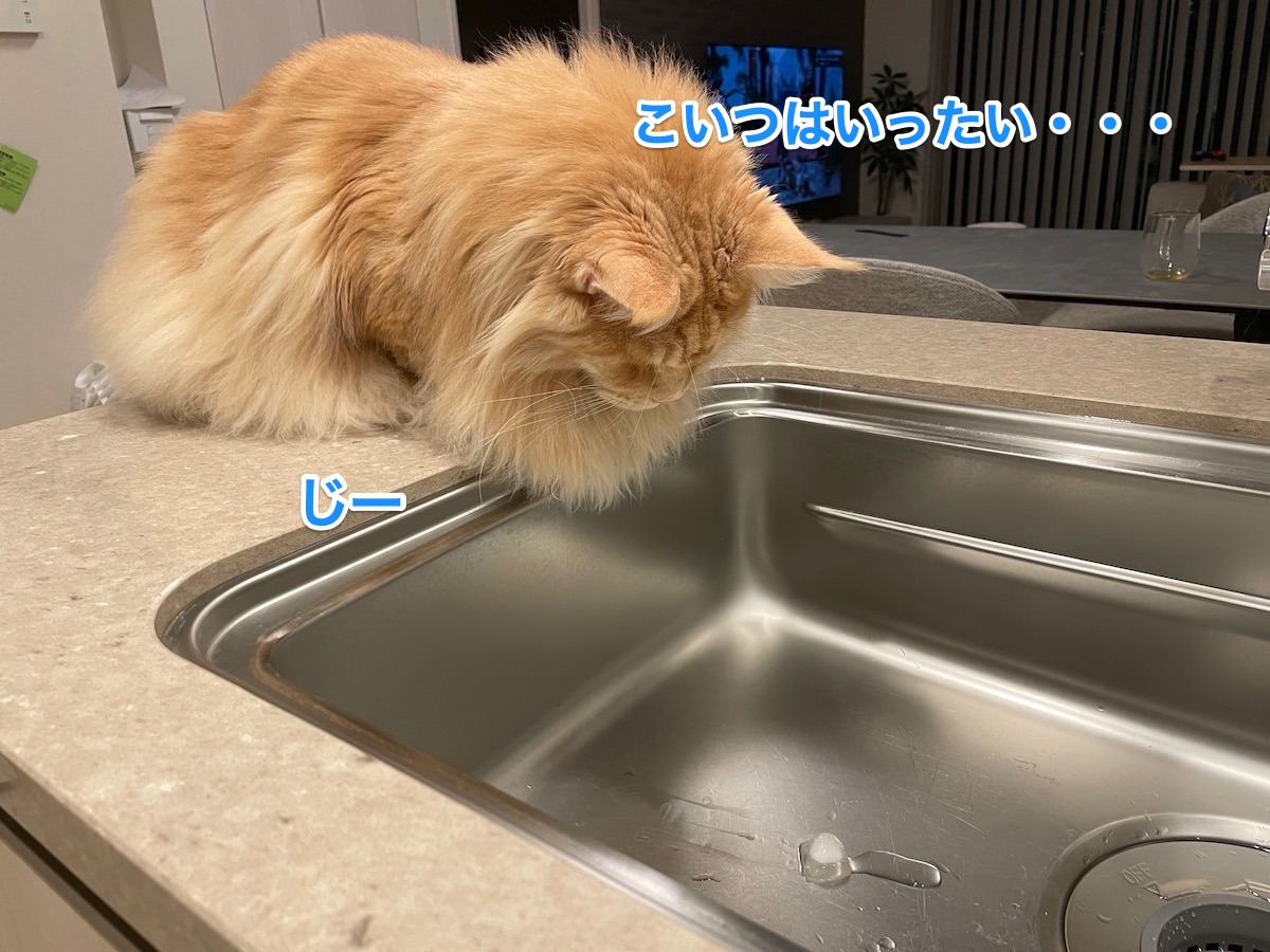 f:id:chikojirou:20210910204831j:plain