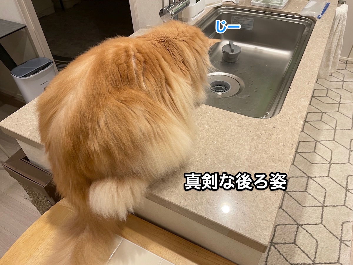 f:id:chikojirou:20210910204833j:plain