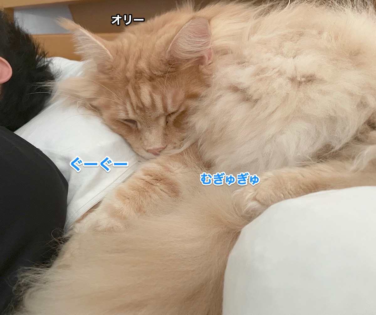 f:id:chikojirou:20210915215757j:plain